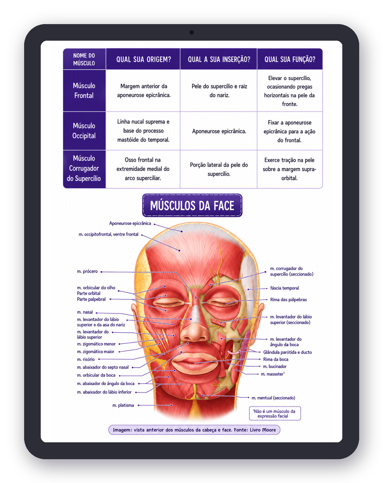 Prévia de Anatomia Cabeça e Pescoço em iPad
