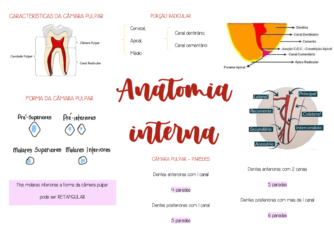 Prévia do mapa mental de Anatomia Interna