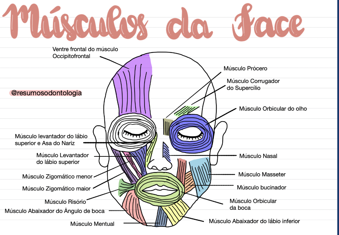 Prévia do mapa mental de Músculos da Face