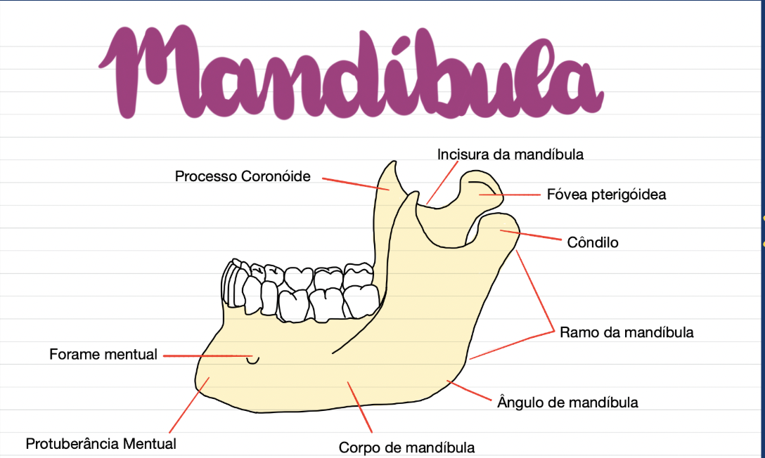 Prévia do mapa mental de Mandíbula